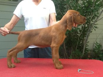 Aqua Girl 9 wks, 2 days 8/19
