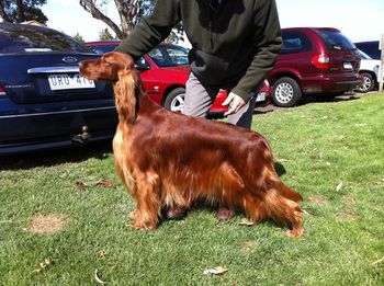 Hutch's sister Halle....Clooney ex Ch. Dunlow's Original Sin
