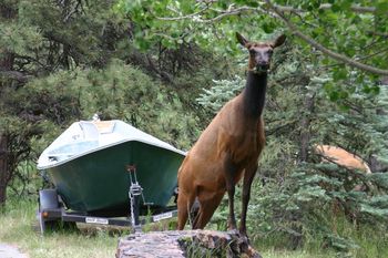 After the Elk have their babies, they are ravenous. This girl decided our rock wall gave her a "boost" up to reach the Aspen trees right in front of our house. No wonder the dogs go "crazy" on occasion!!
