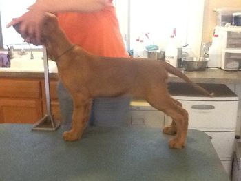Green girl, Honor, almost 11 wks
