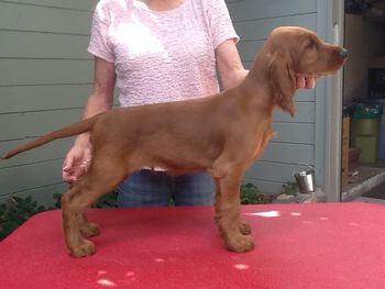 No Collar boy 10 wks
