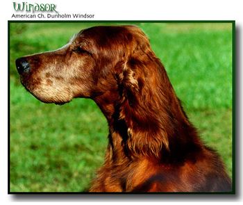 Ch. Dunholm Windsor, Foster's Grandsire.
