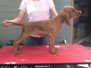 Orange boy 10 wks
