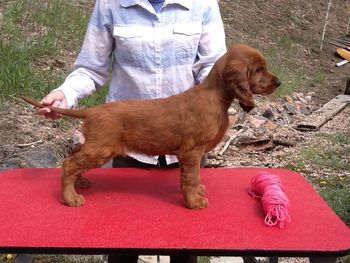 Pink girl.  Almost 8 weeks.
