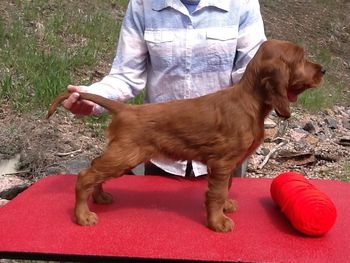 Red boy.  Almost 8 weeks.
