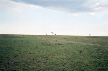 Maasai Mara, Kenya
