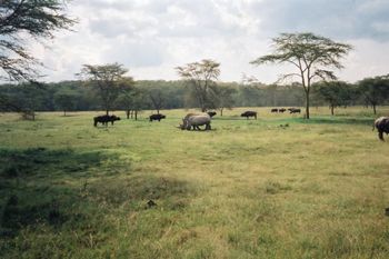 Maasai Mara, Kenya
