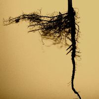 Commas in the Ground by Asher Lev