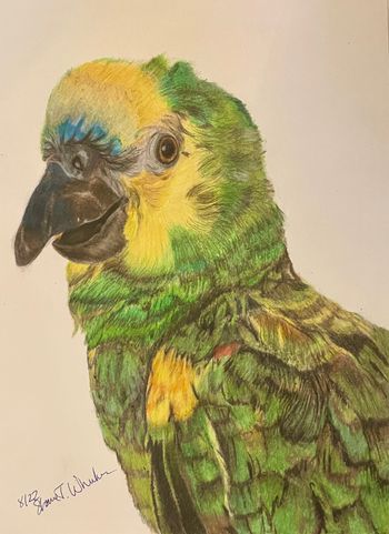 9x12
Colored Pencils

