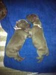 Sisters 2 days old
