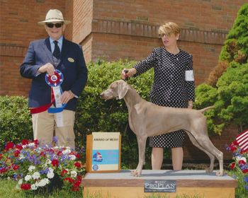 Award of Merit - Yankee Weimaraner Club
