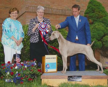 Award of Merit at WCA National Specialty

