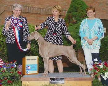 Award of Merit - Weimaraner Club of America National Specialty
