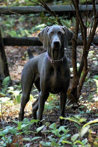 Summer in NC - 10/04/11
