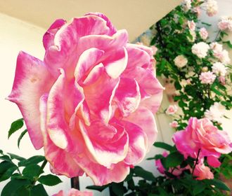 Full blown pink rose.
