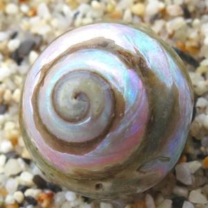 A pearlescent whorling hermit crab shell.