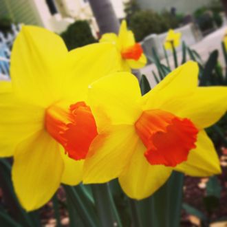 Yellow and orange narcissus.