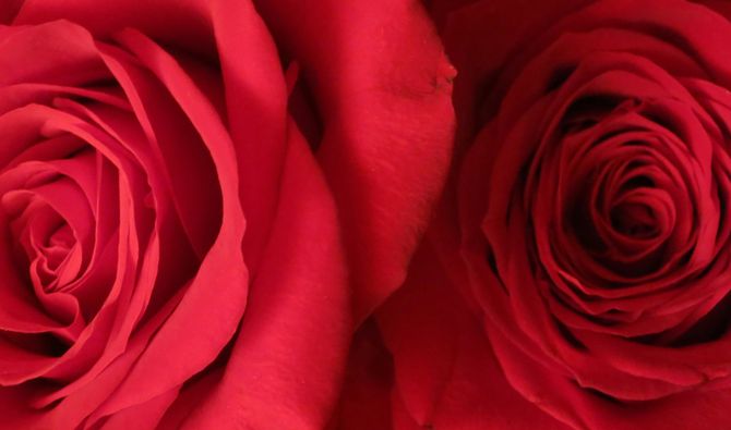 Two red rose buds, close together.