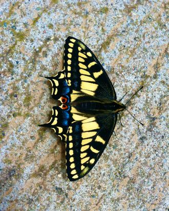 A monarch butterfly resting on stone.