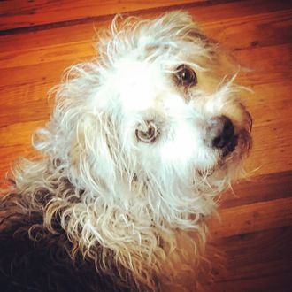 A cute white curly dog looking through his long hair at you.