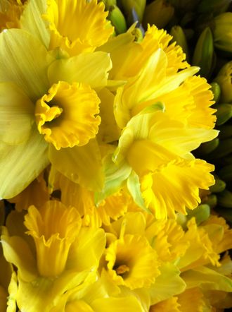 A spilling over bouquet of yellow daffodils. 