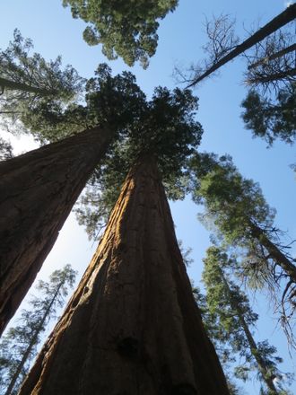 Looking up at the tops of a circle of redwood trees, blue sky above.
