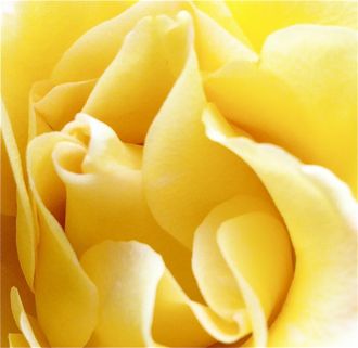 The folds of a yellow rose, close up.