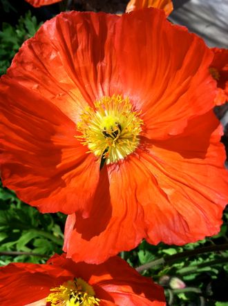 Bright orange poppies.