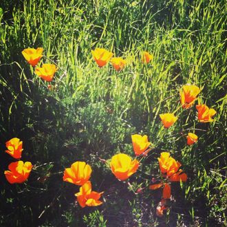 A circle of orange  poppies in the sunny grass.