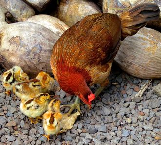 A mother hen and her brood of chicks, with coconuts, Hana.