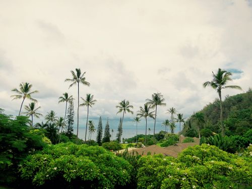 Palm trees in Hana, Maui.