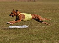 Sunshine State Rhodesian Ridgeback Club