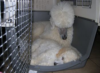 What are you doing in MY crate?

