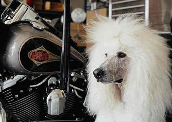 Bad to the Bone
