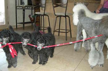 Leash training has started!
