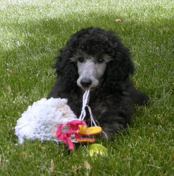 Angelee enjoying what used to be a cute toy
