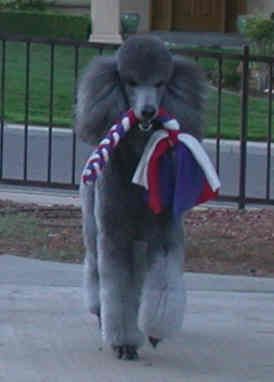 Addie says 'Buy American'!

