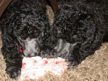 Sharing a pork neck bone is nice... but must we on the carpet?
