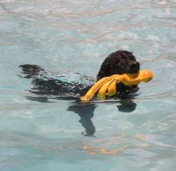 Mila is a great swimmer
