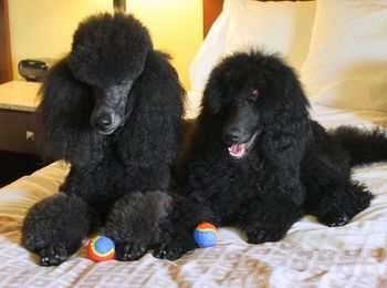 My ball is bigger than yours!
