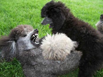 you don't scare me mommy
