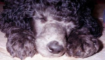 sweet dreams little one
