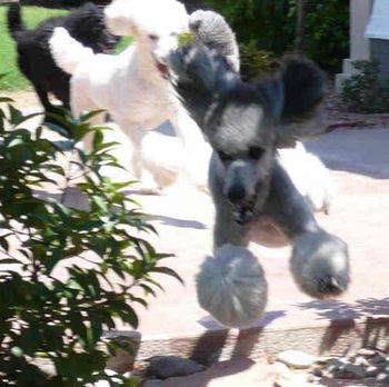 Cloe leading the Poodle Zoomies!
