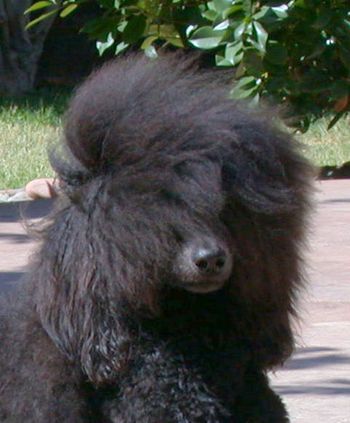Amelia getting a desert blow dry
