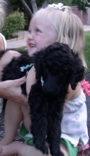 Puppy Love
