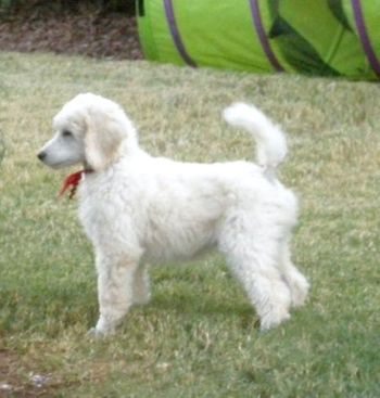 Cephira, nice little pup
