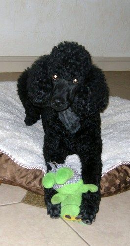 Kia loves this,umm...ugly toy
