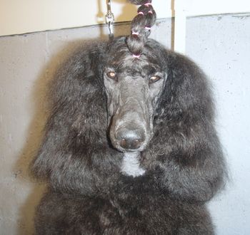 No, I do not like this hair-do!
