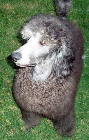 silver pup in the making
