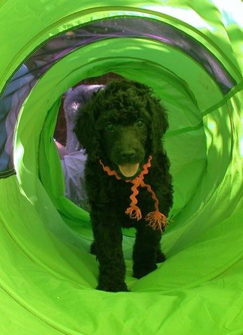 Tunnels are fun!
